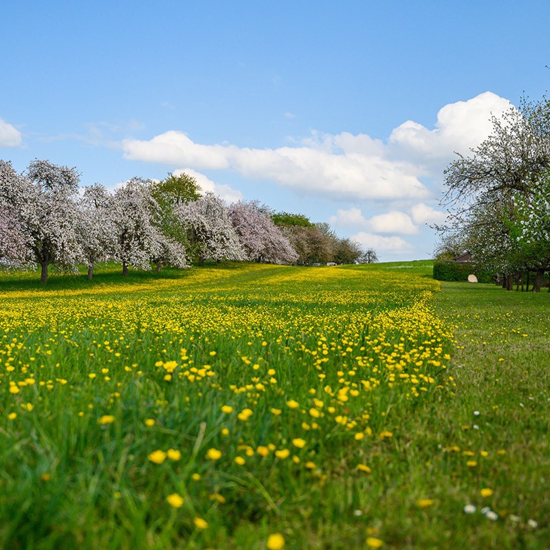 Primavera nei campi