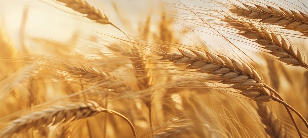 Grano antico Verna