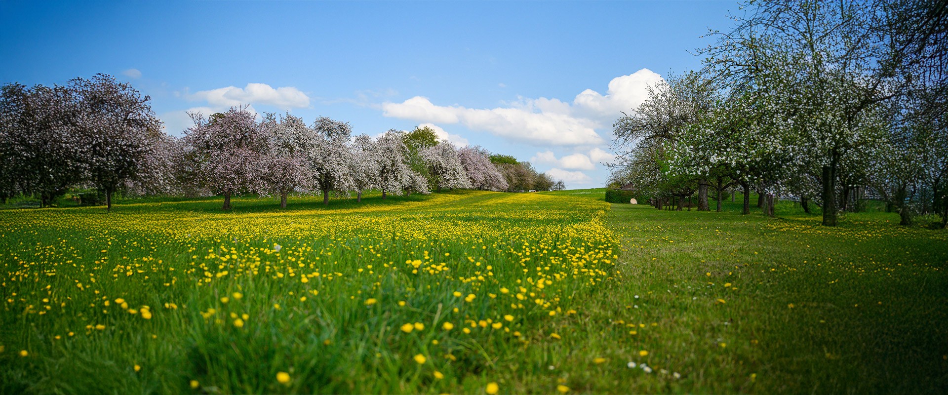Primavera nei campi
